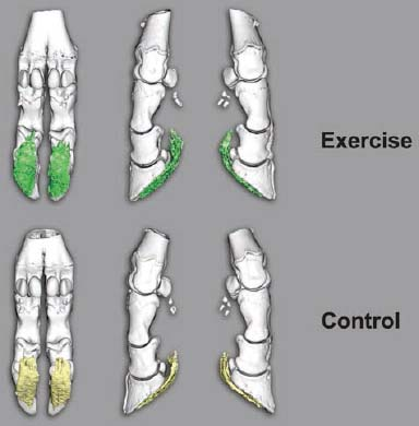 A reconstruction of the digital cushion 